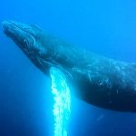 【冬季限定企画】人数限定！先行予約受付中！2026年2月開催☆ザトウクジラと一緒に泳ごう！奄美大島ホエールスイムツアーのお知らせ♪